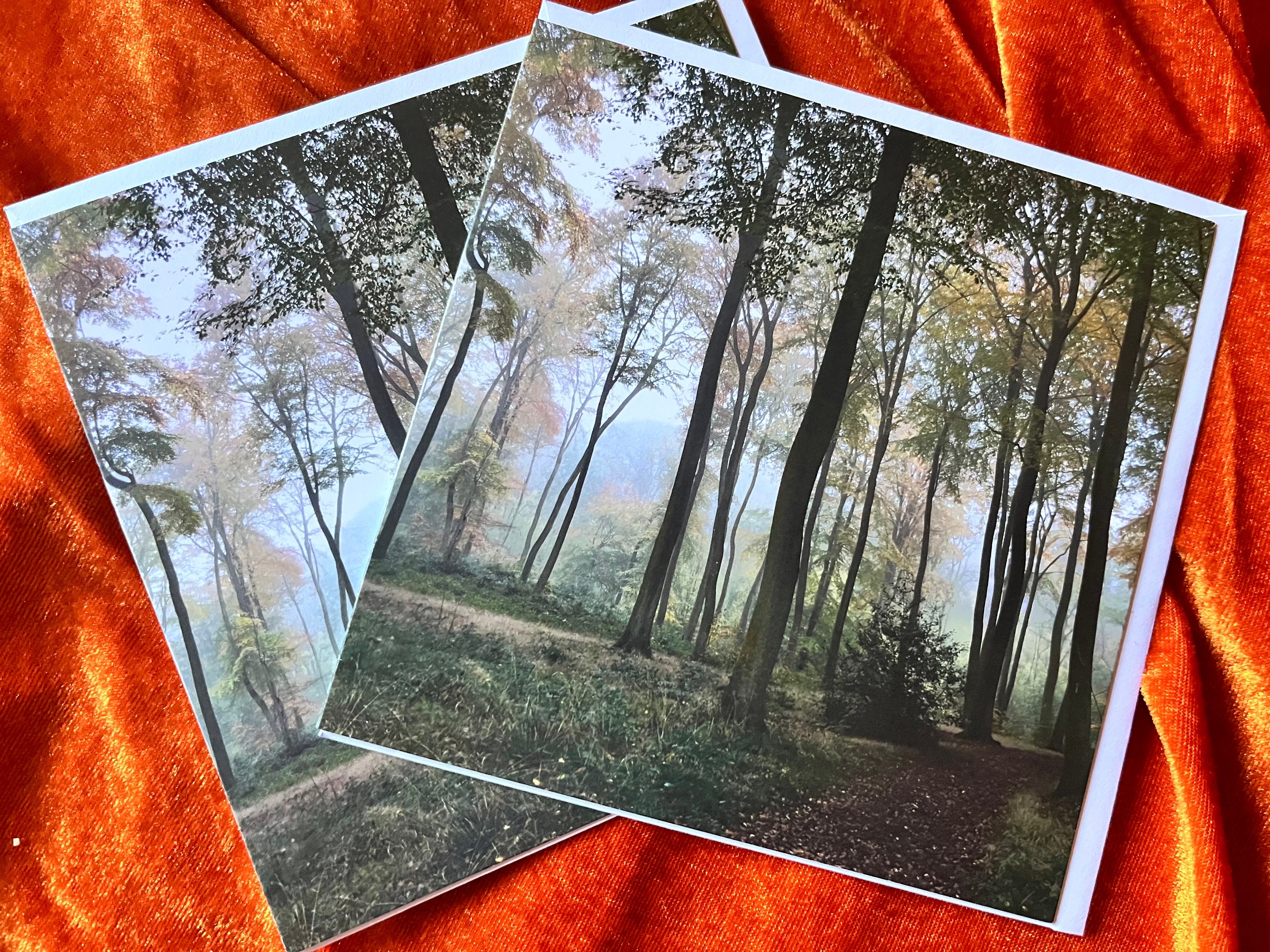 A photograph of tall beech trees in woodland in Oxfordshire with an an atmospheric mist.